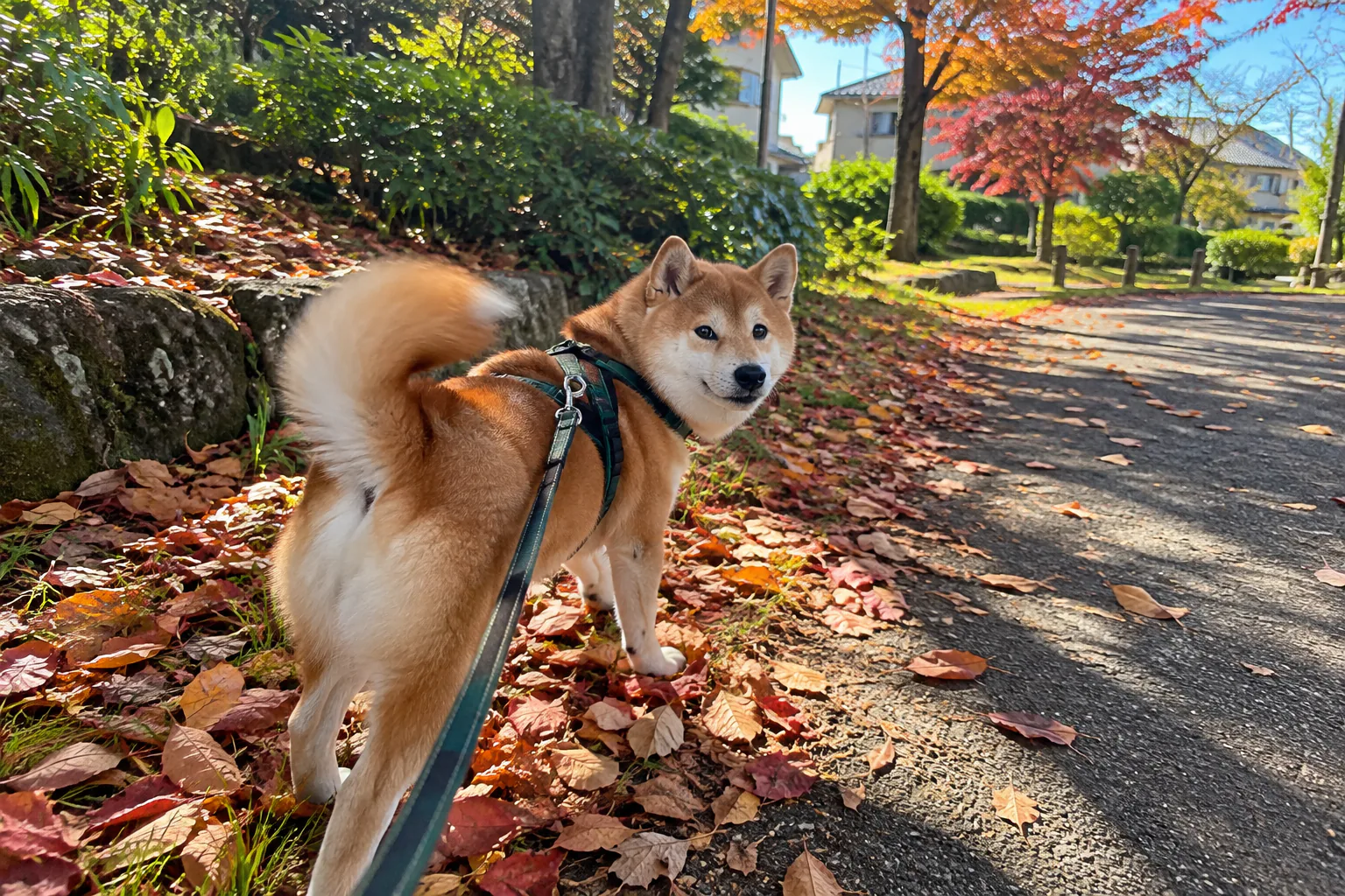 愛犬の表情を撮る